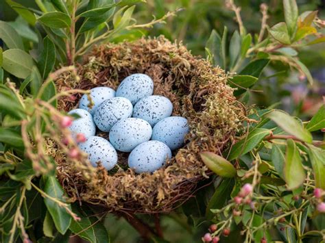 blue jay bird nest image